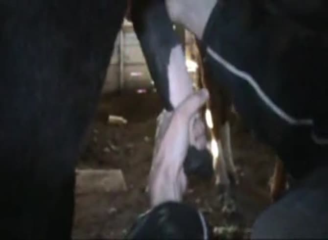 Video :Horse orgasm after intense masturbation with slut